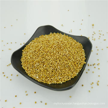 yellow white broom corn millet new corp